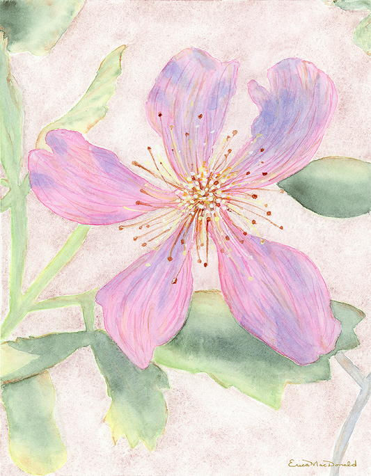 Watercolor floral painting of blackberry flower and leaves on a pink background by ERICA MAC